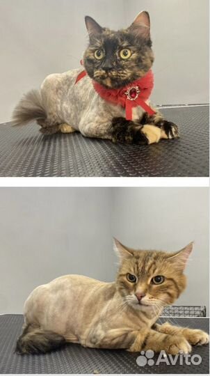 Стрижка собак и кошек, тримминг, экспресс линька