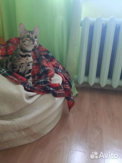 Передержка домашних животных собак и кошек