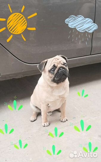 Мопс вязка мальчик