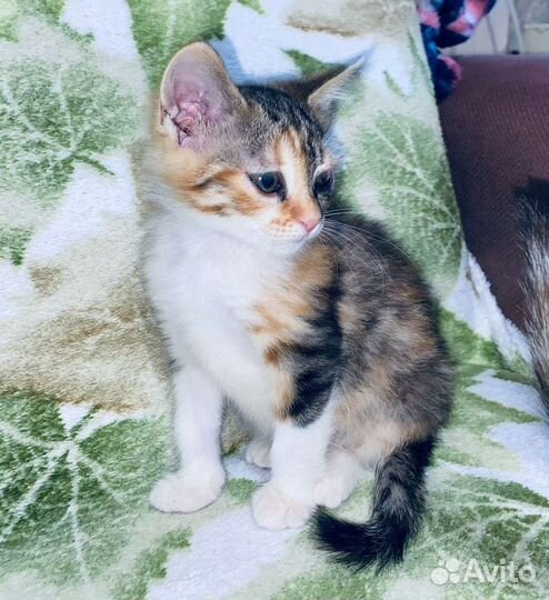 Малыши ищут семью