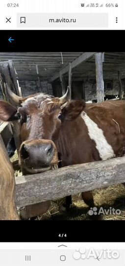 Корова дойная