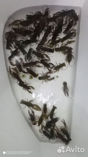 Продам живые раки