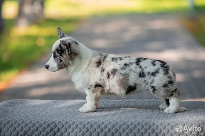 Щенки вельш корги кардигана