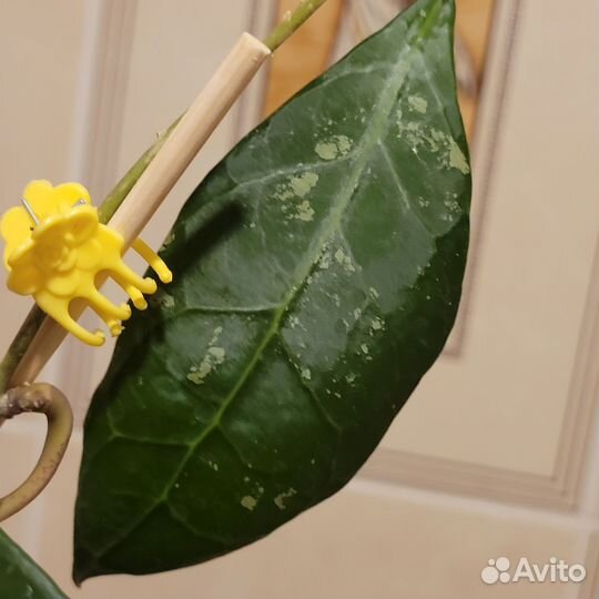 Хойя vеrtiсillаtа sр. lаmрung