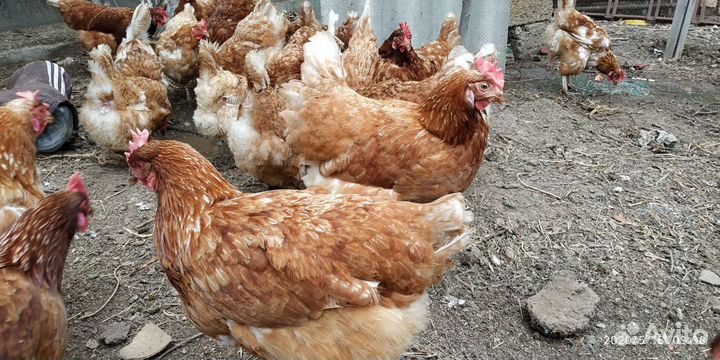Куры несушки с доставкой