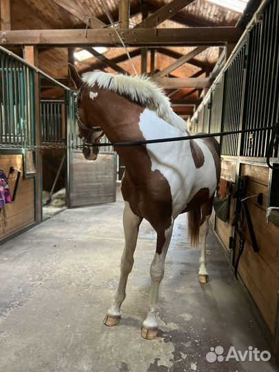 Продам жеребца