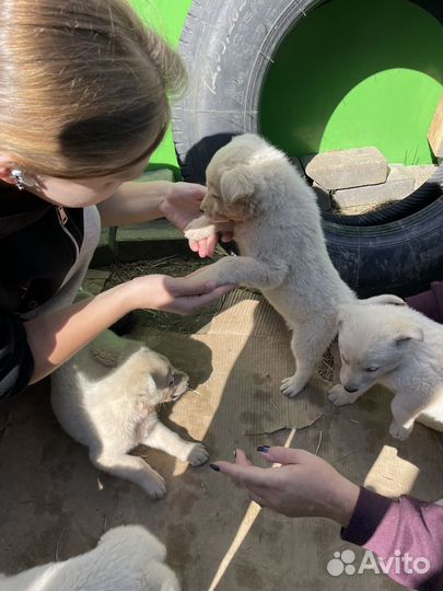 Щенок в добрые руки