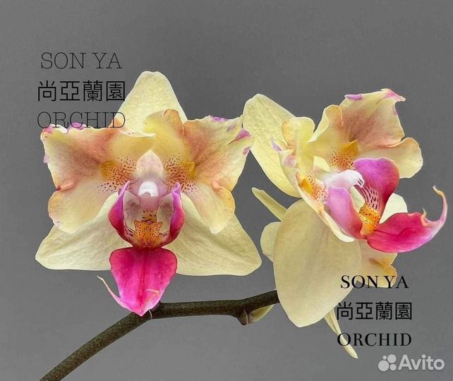 Орхидея Phal Lion King (1.7)