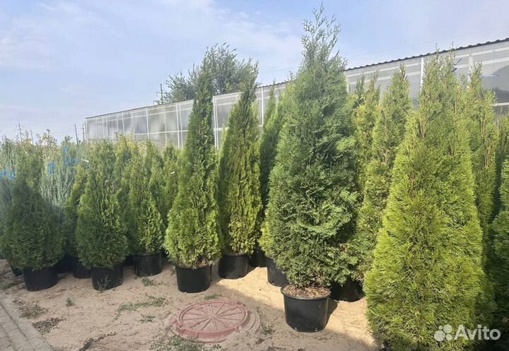 Туя смарагд