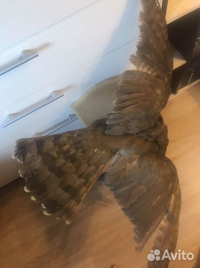 Чучело ястреба с сорокой