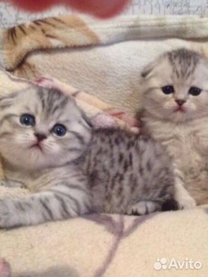 Британские котята