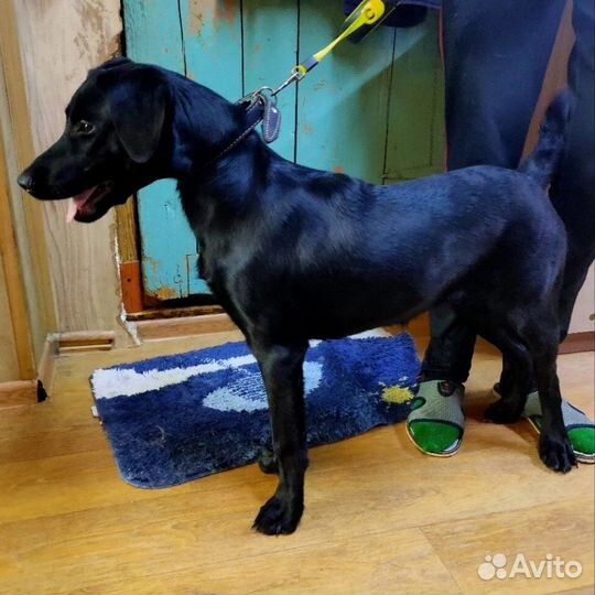 Собака Ника