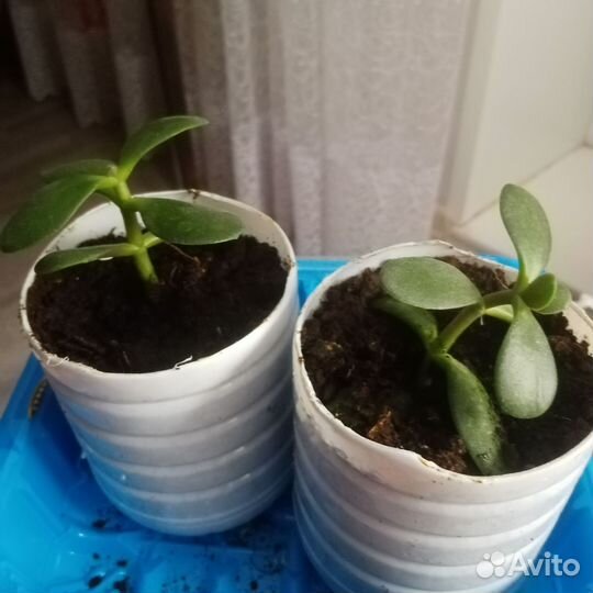 Толстянка (денежное дерево)