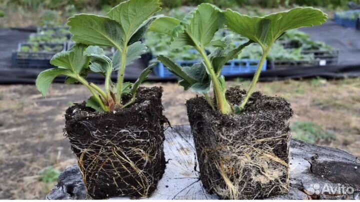 Рассада клубники, земляники садовой крупноплодной