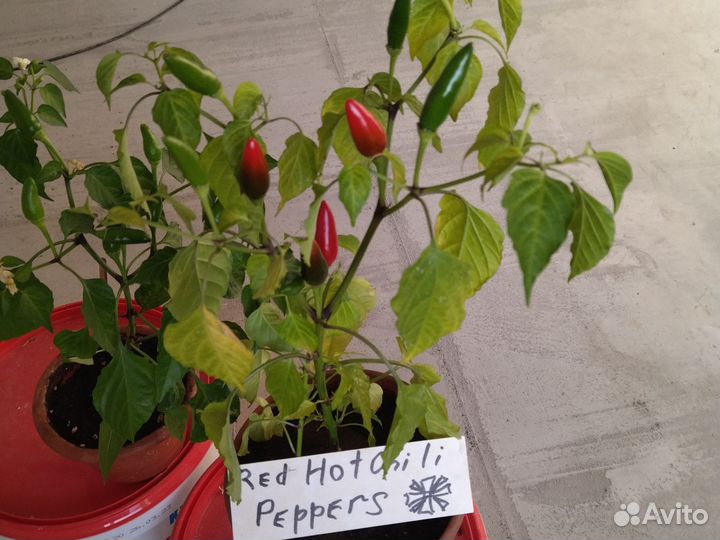Подарок Красиво и практично, red hot cihli pepers