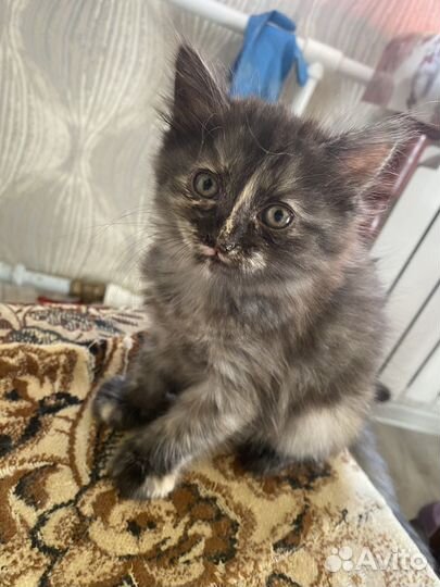 Кошки в добрые руки бесплатно