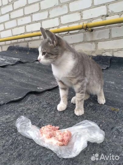 Кошка в дар бесплатно