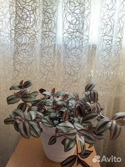 Традесканция зебрина