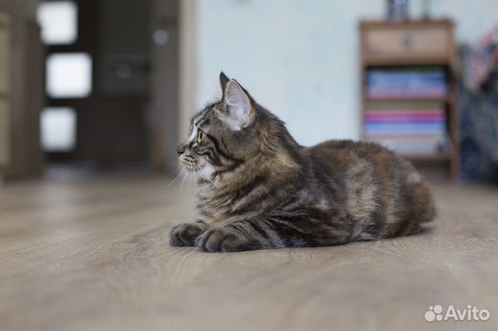 Курильский бобтейл котята