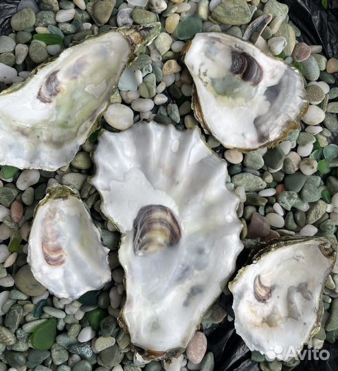 Камни, камешки и раковины устриц с Черного моря