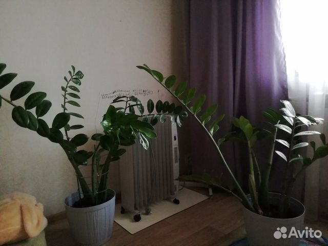 Продам цветы комнатные