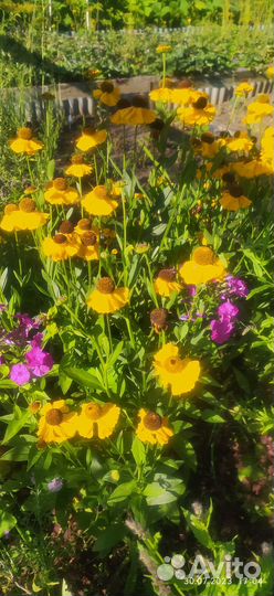 Цветы для сада