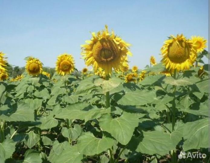 Семена подсолнечника енисей рс1