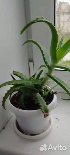 Алоэ лечебный