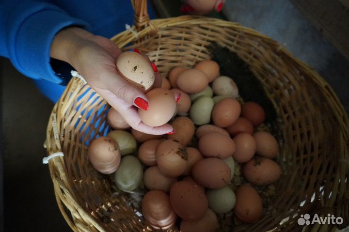 Домашние куриные яйца диетические отборные