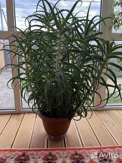 Алоэ древовидное лечебное