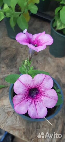 Петуния ампельная вегетативная