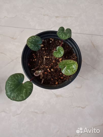 Альпийская фиалка (цикламен)