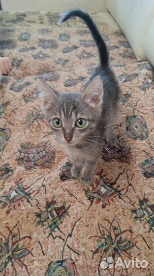Кошка