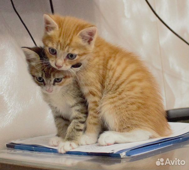 Трехцветный котенок девочка