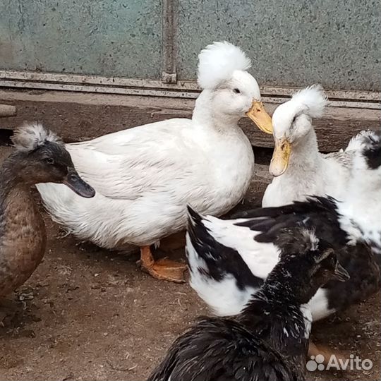 Утята (хохлатые)