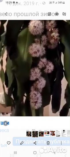 Пальма Юкка