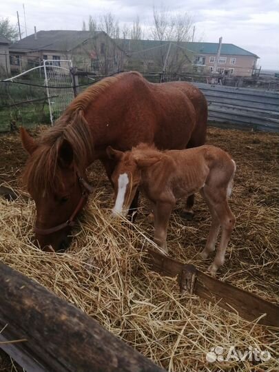 Кобыла с жеребёнком