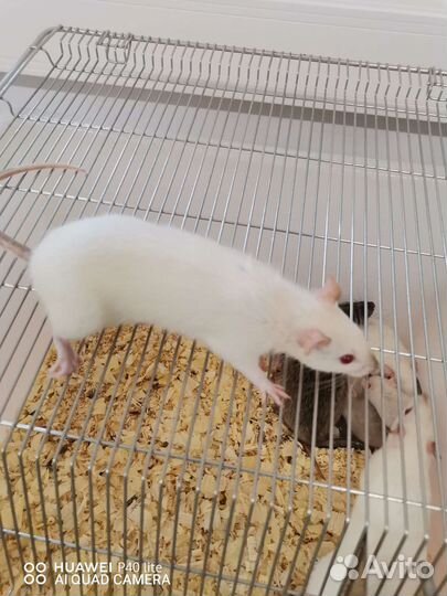 Декоративная крыса дамбо