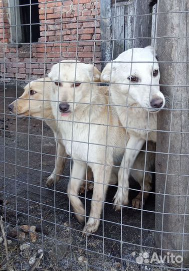 Девчата дворянских кровей