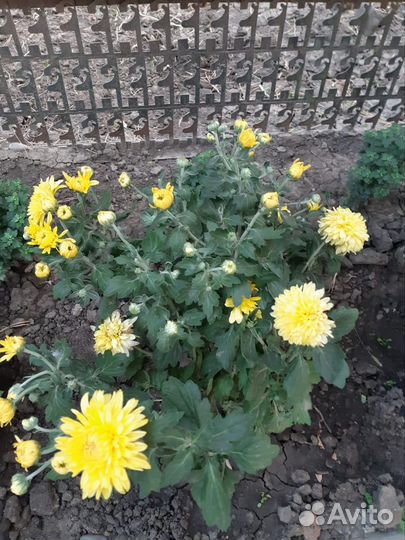 Хризантемы мультифлора