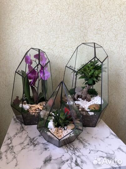 Подарок. Цветы. Флорариум. Растение