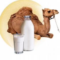 Верблюжье мо�локо 1.5 л