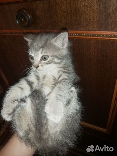 Котята, помесь британца