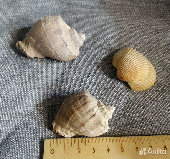Морские ракушки