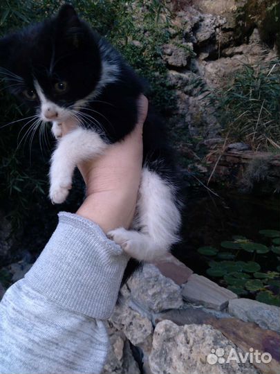 Котята в смокингах