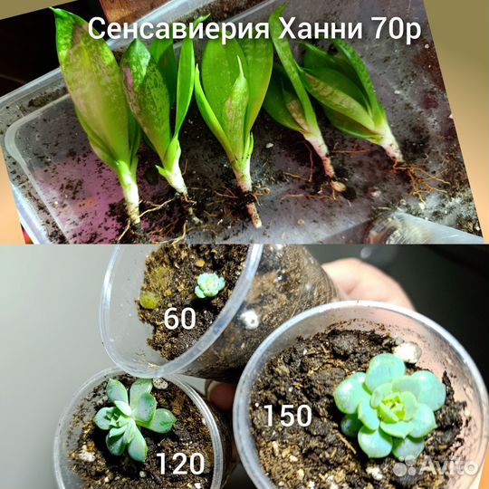 Комнатные растения цветы