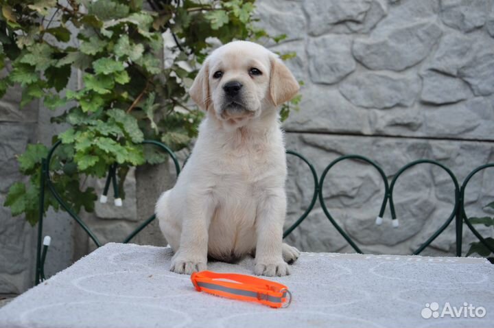 Щенки лабрадора