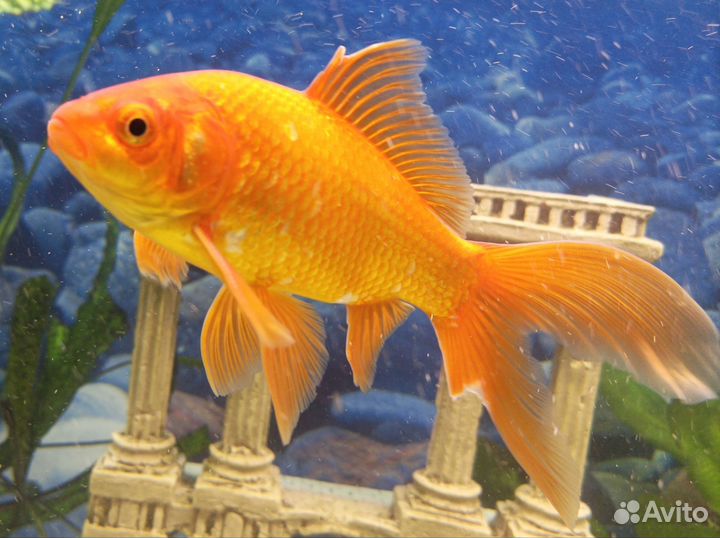 Аквариумные рыбки