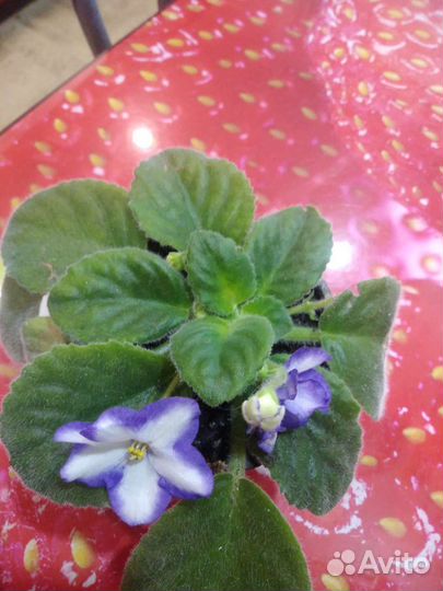 Фиалка цветущая горшке