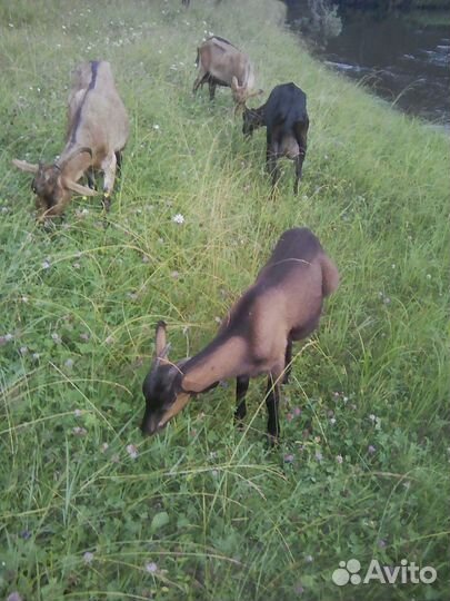 Продам дойную козу и козочку